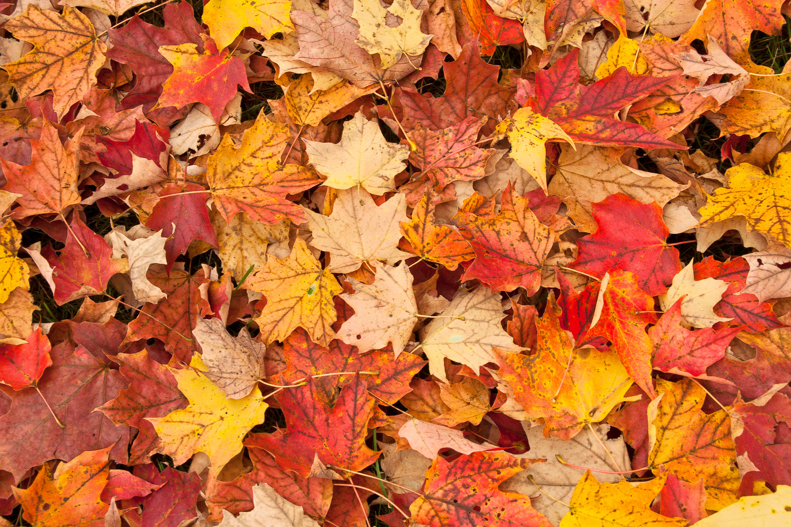 Fall in ♡ with Fall