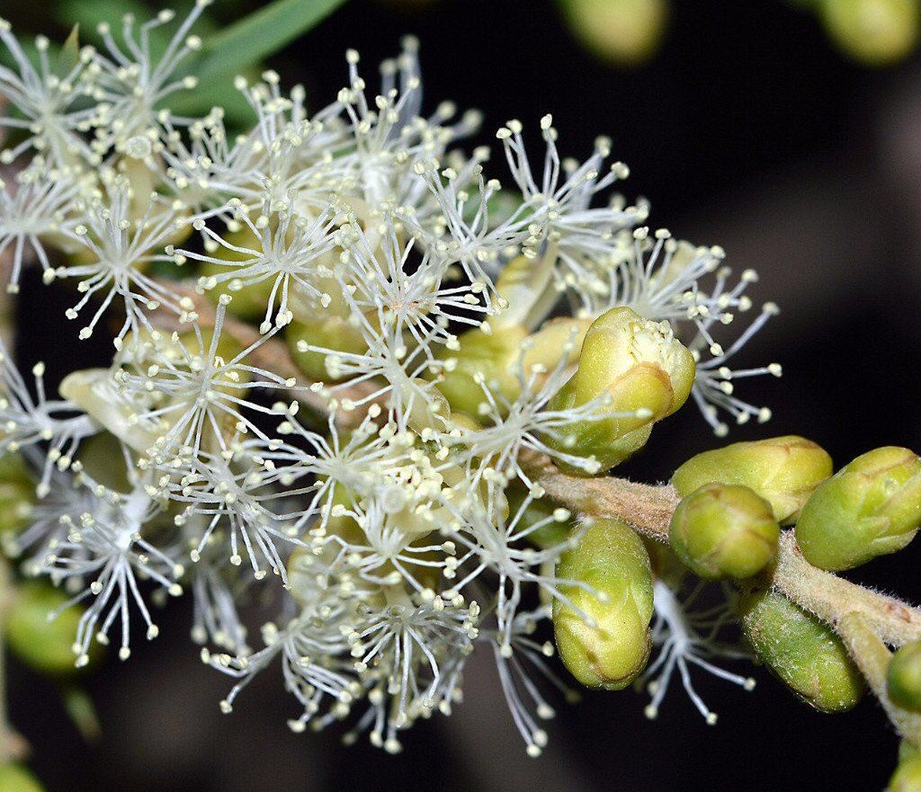 Essence of the Month: Tea Tree Oil