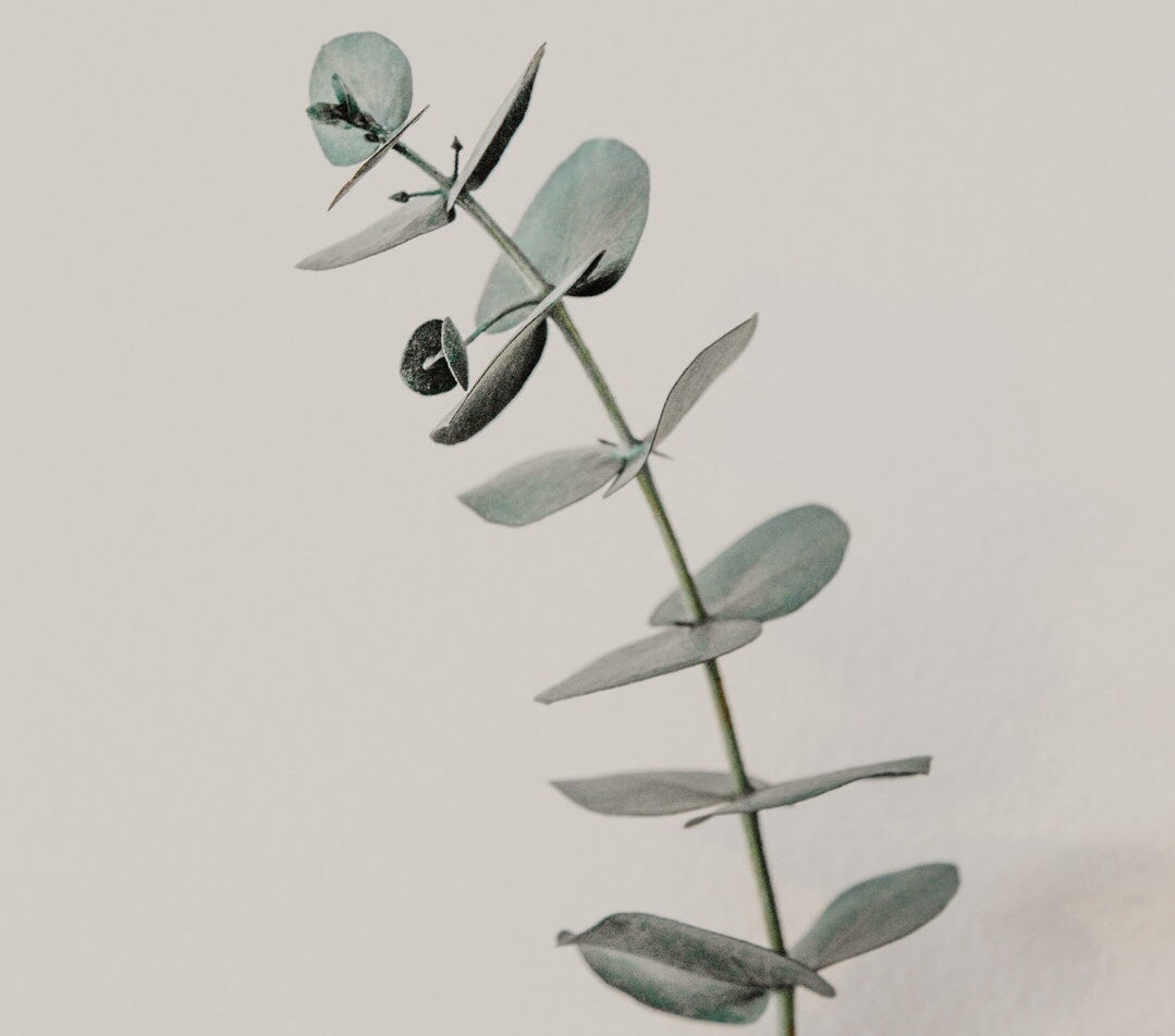 Essence of the Month: Eucalyptus