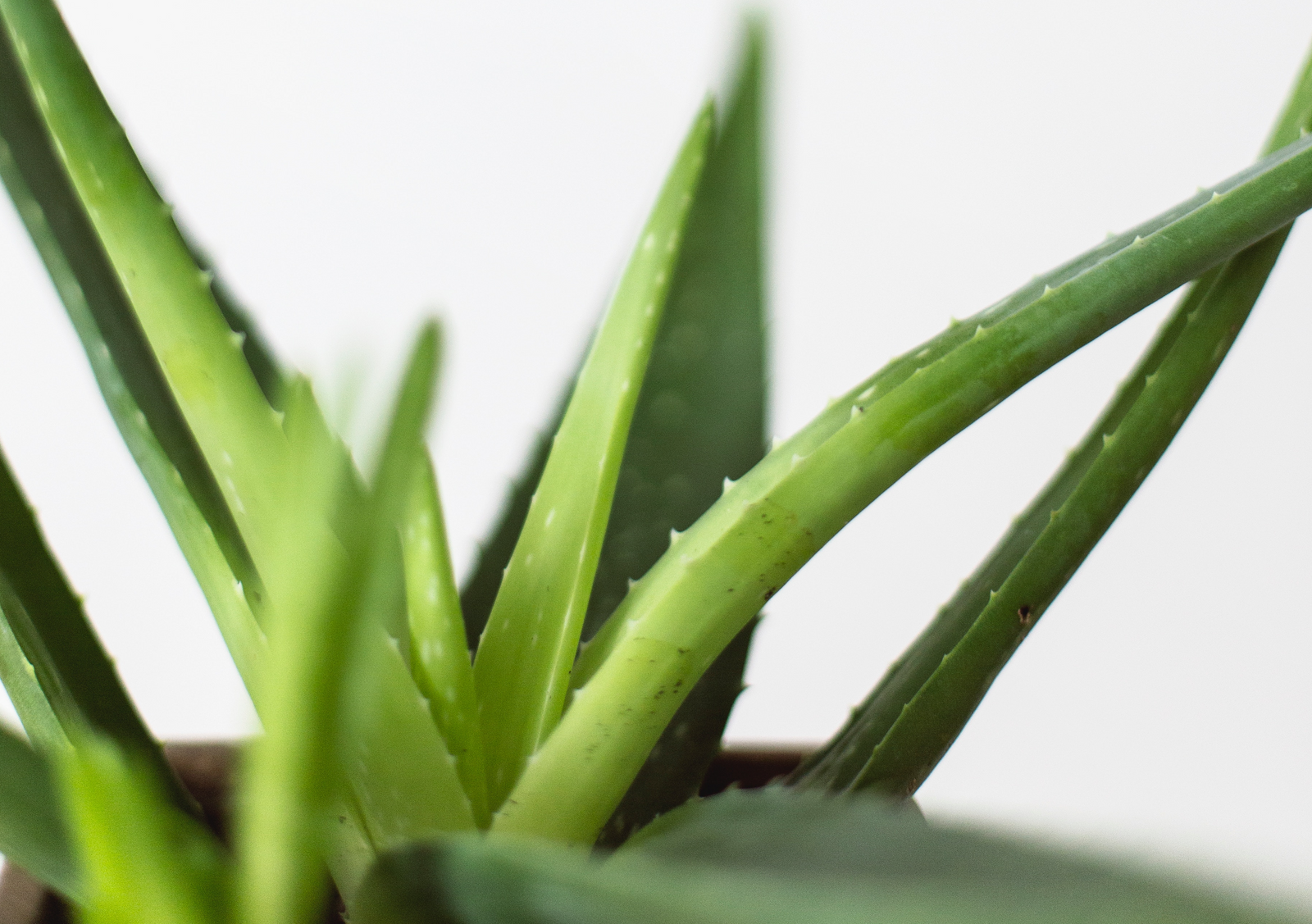 D.I.Y. Hand Sanitizer