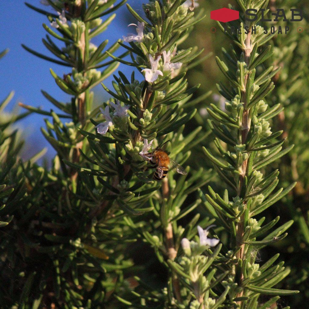 Rosemary Oil | Essential Oil | SLAB FRESH SOAP™