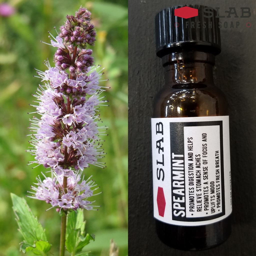 Spearmint Oil | Essential Oil | SLAB FRESH SOAP™
