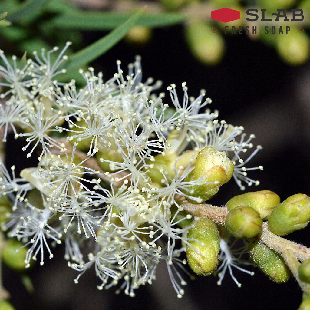 Tea Tree Oil | Essential Oil | SLAB FRESH SOAP™