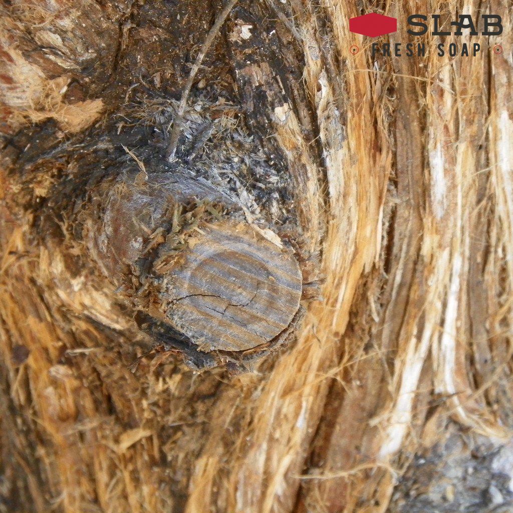 Cedarwood Oil | Essential Oil | SLAB FRESH SOAP™