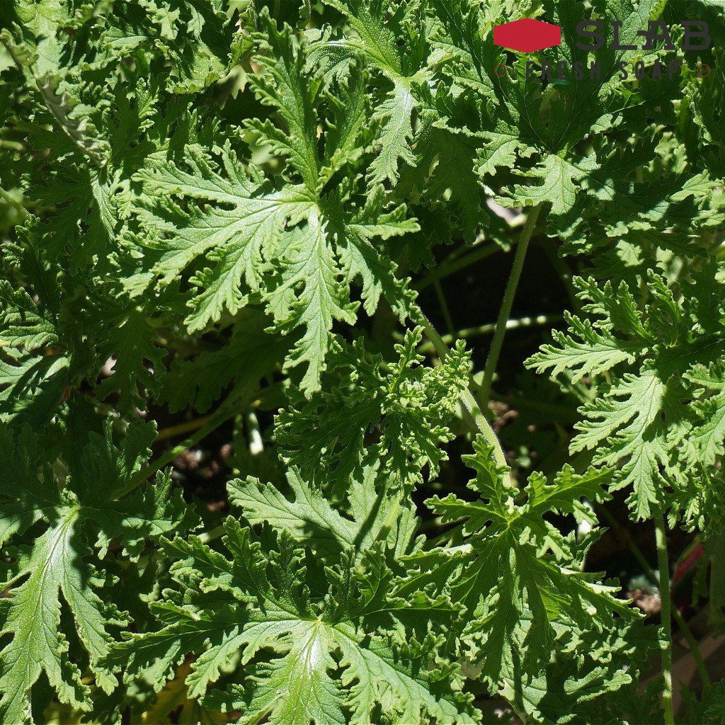 Citronella Oil | Essential Oil | SLAB FRESH SOAP™