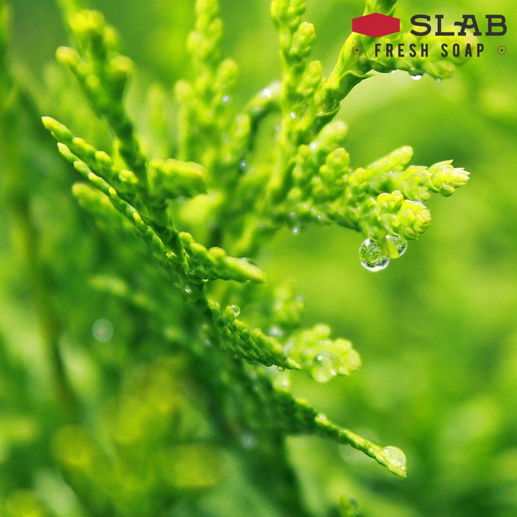 Cypress Oil | Essential Oil | SLAB FRESH SOAP™