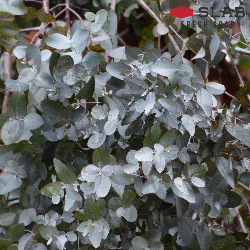 Eucalyptus Oil | Essential Oil | SLAB FRESH SOAP™