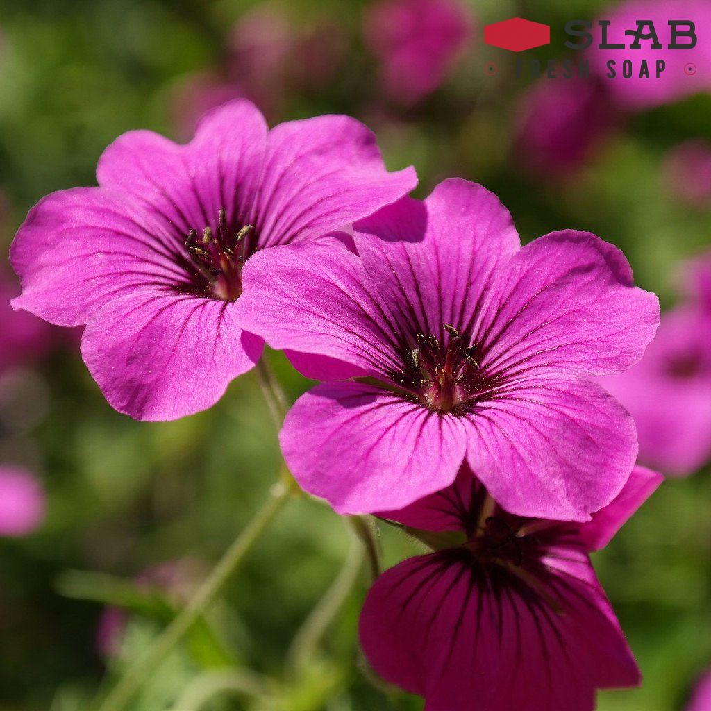 Geranium Oil | Essential Oil | SLAB FRESH SOAP™