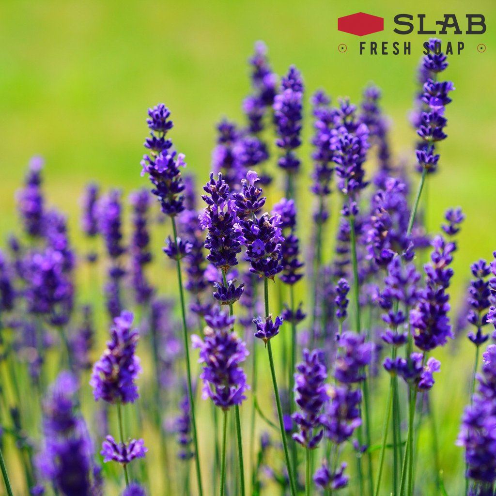 lavender oil plant Lavender Oil Uses | Lavender Essential Oil
