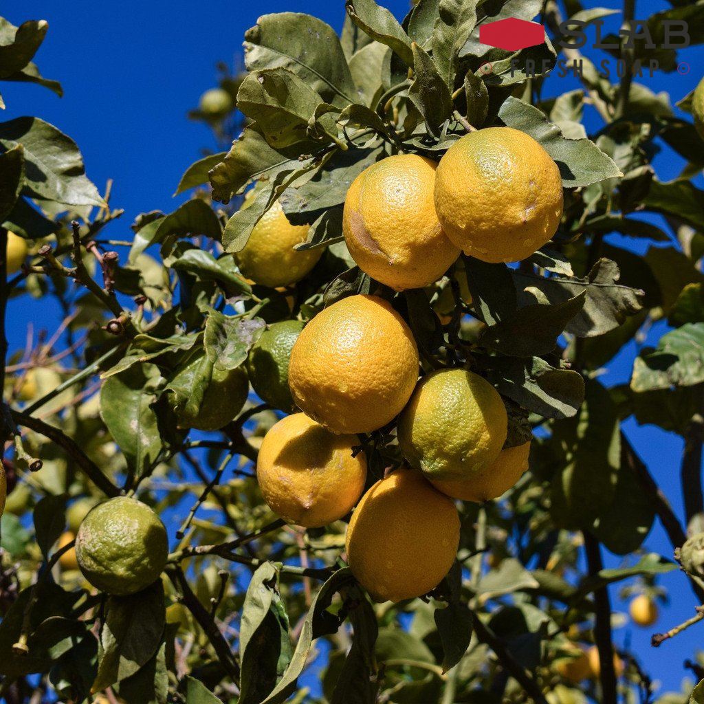 Lemon Oil | Essential Oil | SLAB FRESH SOAP™