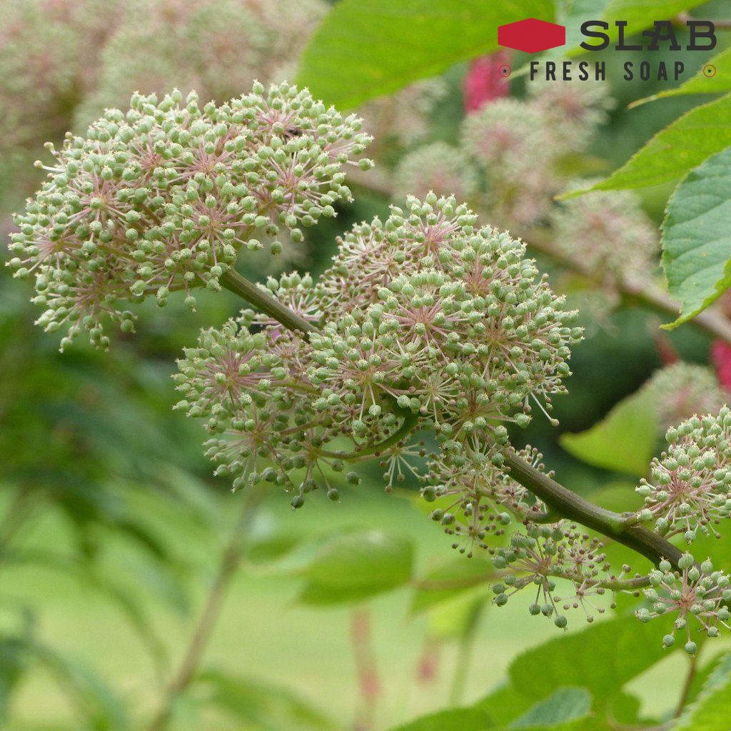 Spikenard Essential Oil