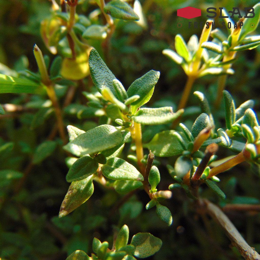 Thyme Oil | Essential Oil | SLAB FRESH SOAP™